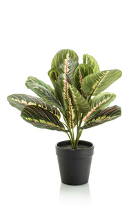 Kunstplant - Marantha Fascinator - 10 gebodenplant - 25 cm