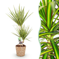 Green BoutiQ - Green is... Kamerplanten - Dracaena Sunray - Drakenbloedboom - Weinig onderhoud - met mand - Groen - 1 Plant - Pot 17cm - Hoogte 70-75cm