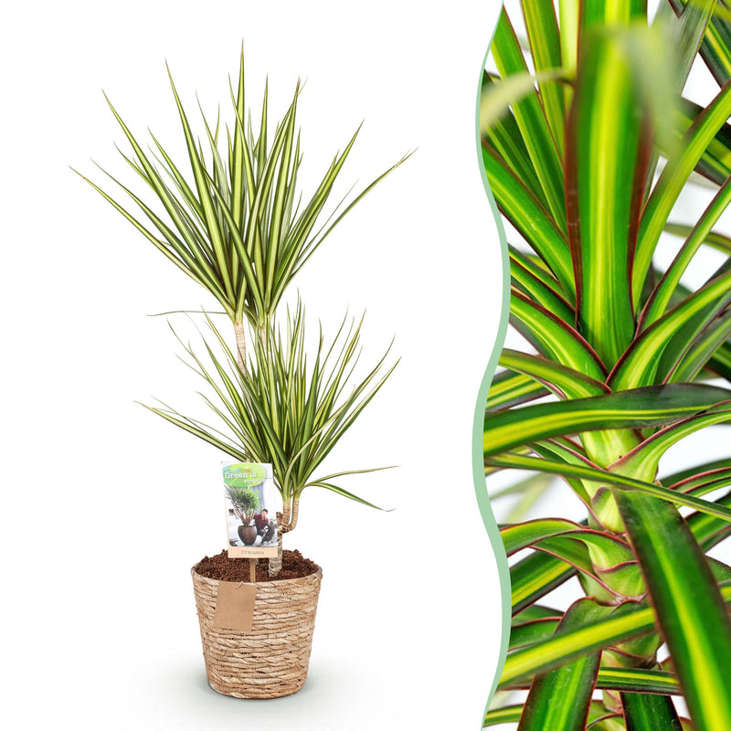 Green BoutiQ - Green is... Kamerplanten - Dracaena Sunray - Drakenbloedboom - Weinig onderhoud - met mand - Groen - 1 Plant - Pot 17cm - Hoogte 70-75cm