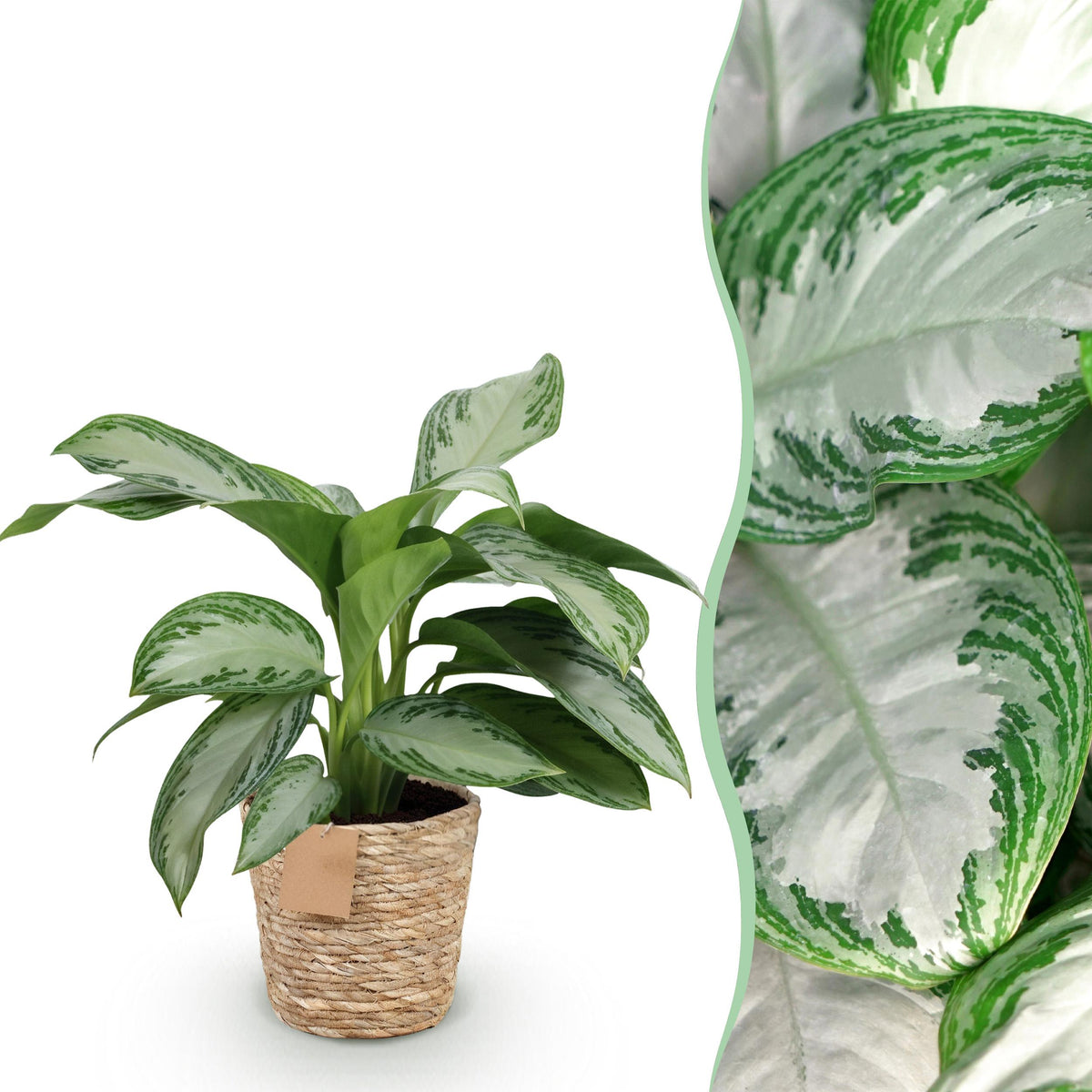 Green BoutiQ - Green is... Kamerplanten - Aglaonema Silver Bay - Zilverblad - Weinig onderhoud - met mand - Groen - 1 Plant - Pot 17cm - Hoogte 70-75cm