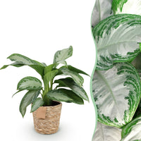 Green BoutiQ - Green is... Kamerplanten - Aglaonema Silver Bay - Zilverblad - Weinig onderhoud - met mand - Groen - 1 Plant - Pot 17cm - Hoogte 70-75cm