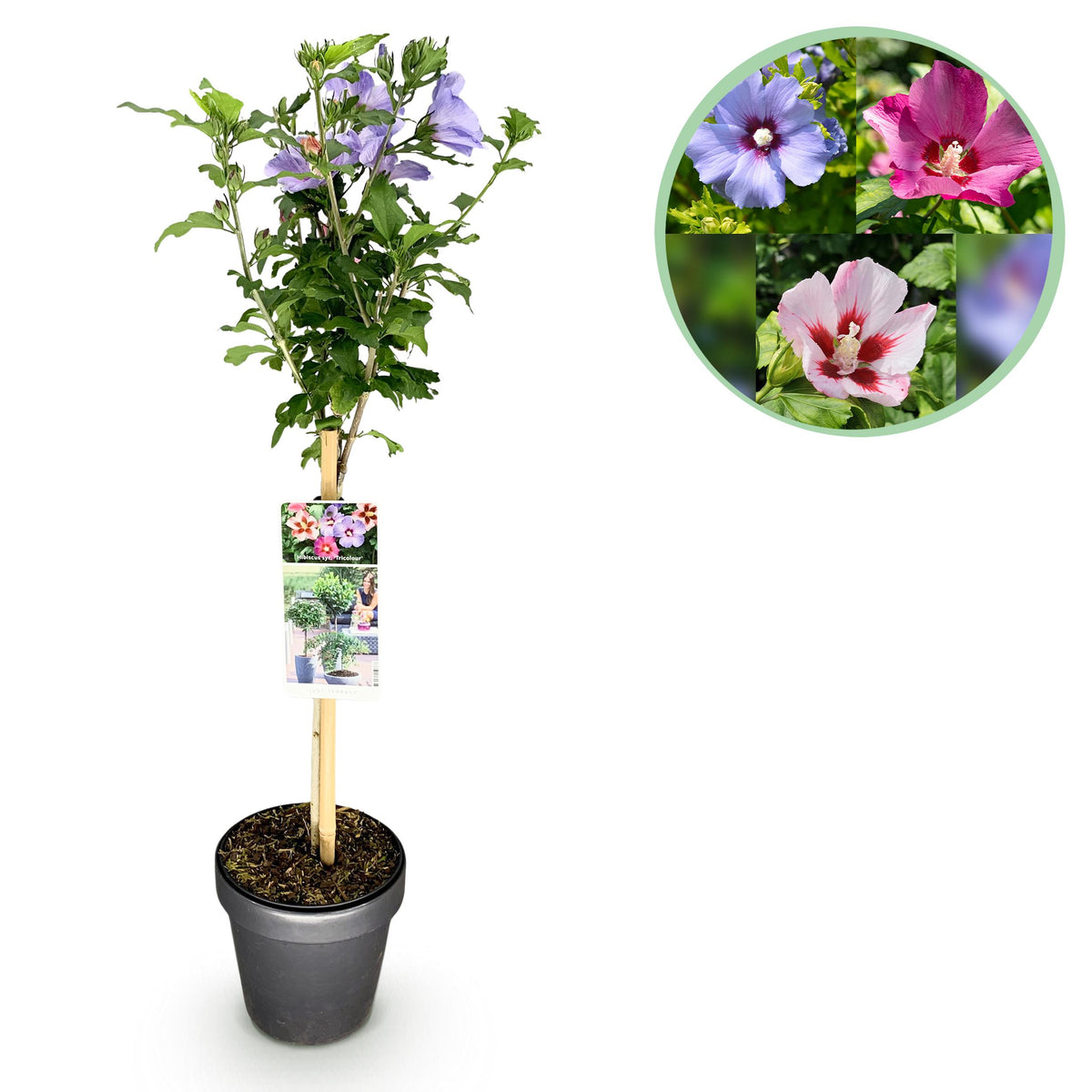 Green boutiQ - Plant op Stam - Hibiscus syriacus Tricolour  - Terras Plant - Bladverliezend - Winterhard - Witte, Roze, Paarse Bloem - Pot 19cm Hoogte 90cm