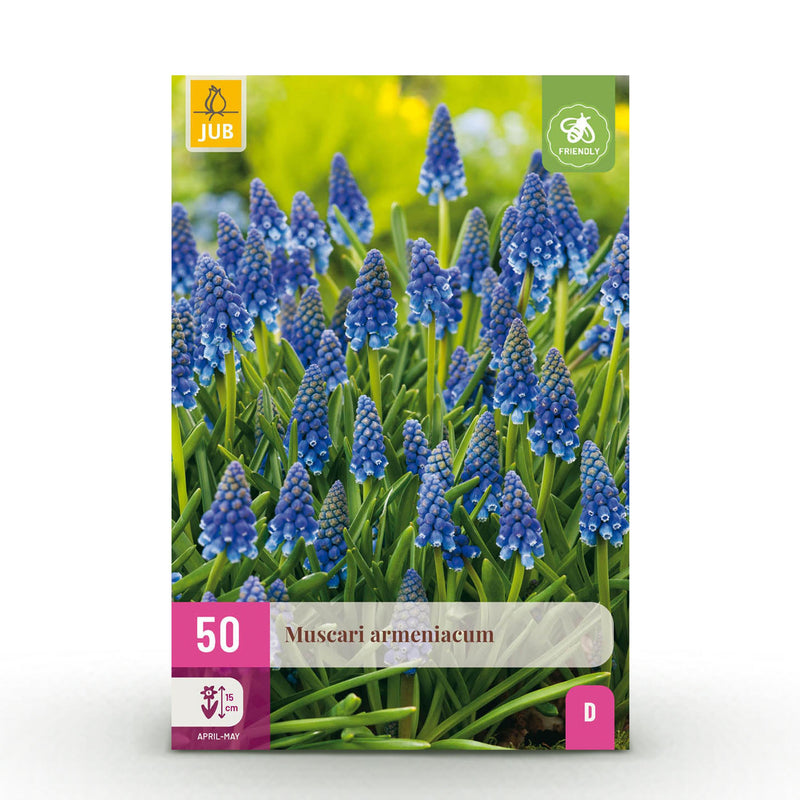 Green boutiQ - Bloembollen - Muscari Armeniacum - Kleur Blauw - 50 stuks - Bolmaat 8/9 - XXL Pack