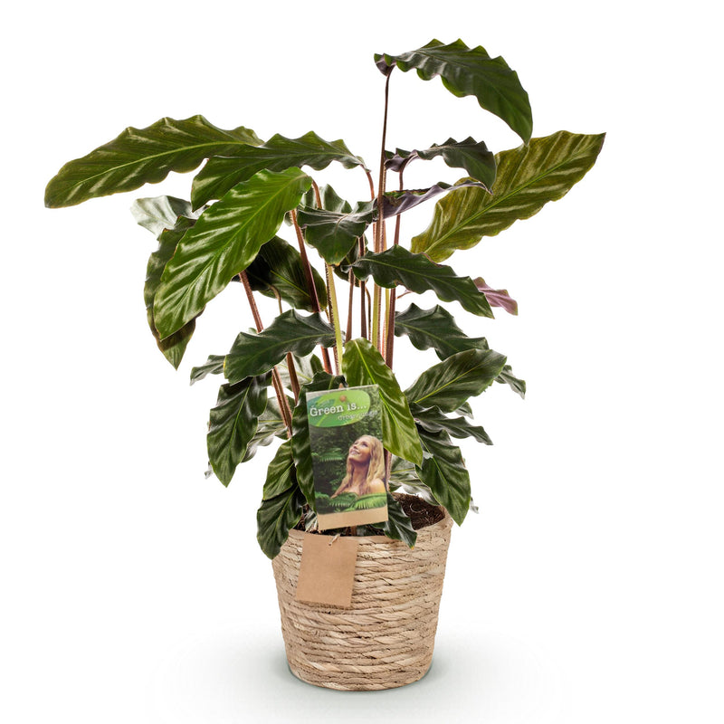 Green BoutiQ - Green is... Kamerplanten - Calathea Rufibarba - Pauwen plant - Weinig onderhoud - met mand - Groen - 1 Plant - Pot 17cm - Hoogte 55-60cm