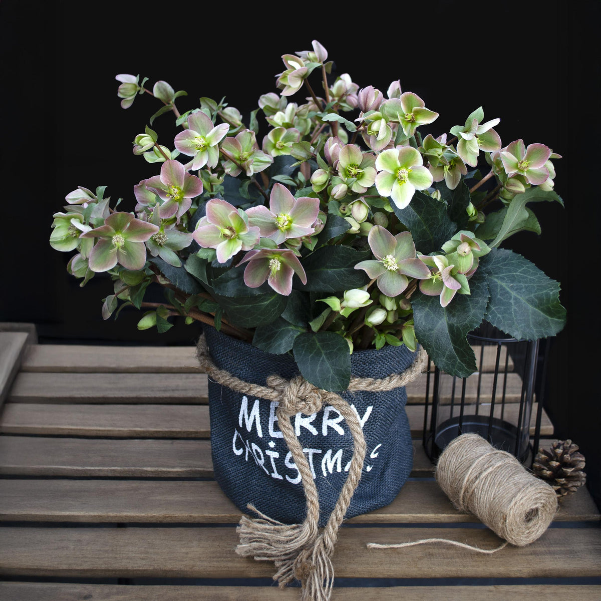 Green boutiQ - Tuinplant - Lenten Rose -  Helleborus Angels Glow - Roze Bloem - Groenblijvend - Pot 19cm Hoogte 50cm