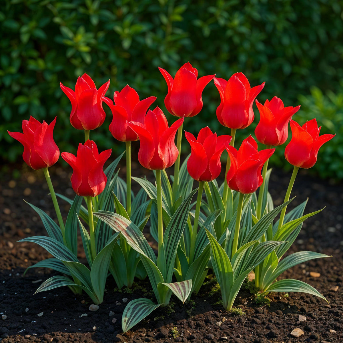 Green boutiQ - Bloembollen - Tulp Greigii Red - Kleur Rood - 15 stuks - Bolmaat 11/12 - XXL Pack