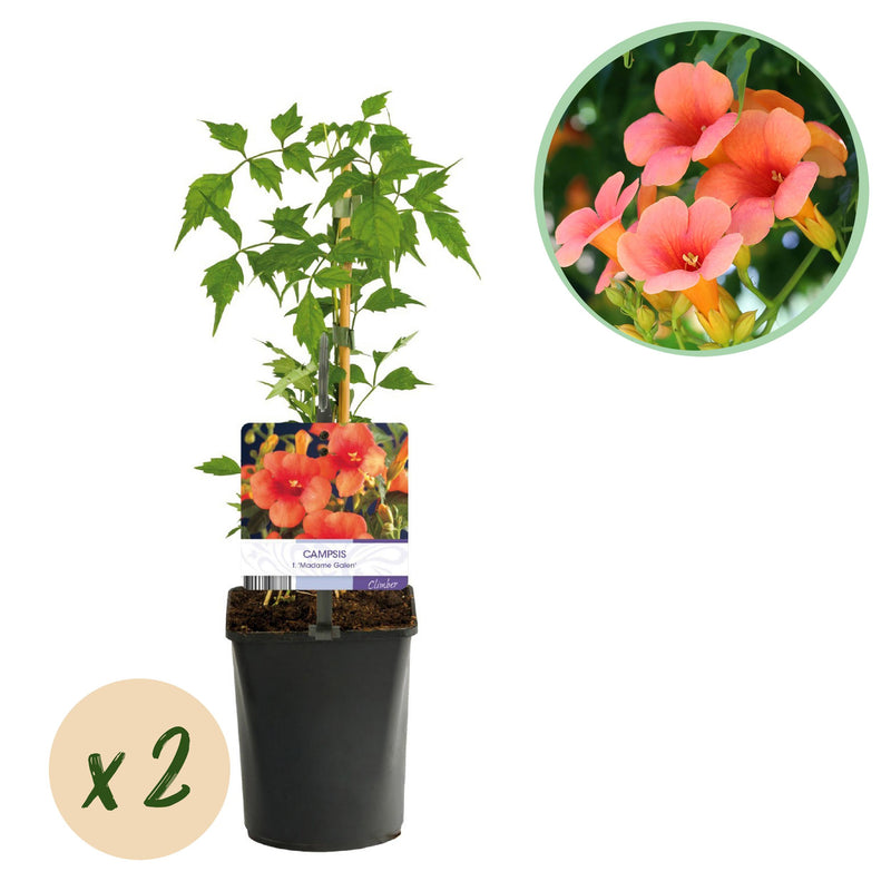 Green boutiQ - Trompetbloem - Campsis radicans Madame Galen - Bloem Oranje - Weinig onderhoud - 2 planten - Pot 11cm Hoogte 40cm