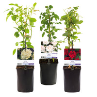 Green boutiQ - Klimroos - Rosa Tricolour  - Bloemen Roze Wit Rood - Weinig onderhoud - 3 planten - Pot 11cm Hoogte 40cm