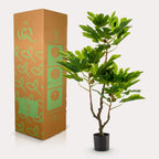 Plante artificielle - Ficus Carica - Figuier - 95 cm