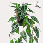 Plante artificielle - Alocasia - Oreille d'éléphant - 80 cm