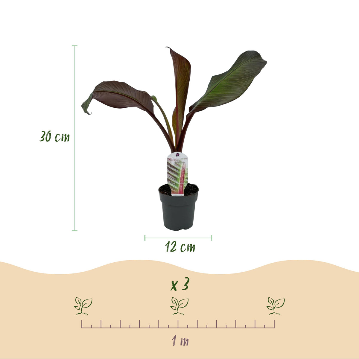 Green boutiQ - Fruitplant - Bananen plant - Ensete ventricosum Maurelli - Winterhard - 4 planten - Pot 12cm Hoogte 30cm
