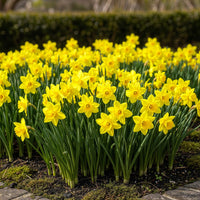 Green boutiQ - Bloembollen - Narcis Tete-A-Tete - Kleur Geel - 25 stuks - Bolmaat 10/11 - XXL Pack