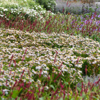 Green boutiQ - Borderpakket - Schaduw - 24 Vaste planten - 3 m2 - Diversen kleuren - Weinig Onderhoud - Pot 11cm