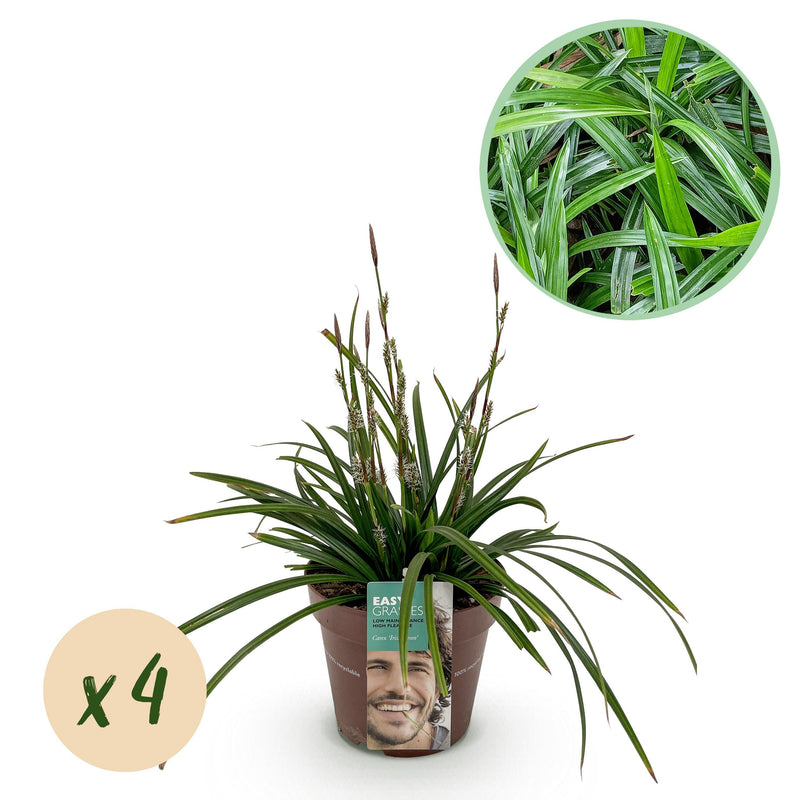 Green boutiQ - Siergrassen -  Carex morrowii Irish Green - Groen & Geel - 4 Planten - Bladhoudend - Weinig Onderhoud - Pot 17cm Hoogte 50cm