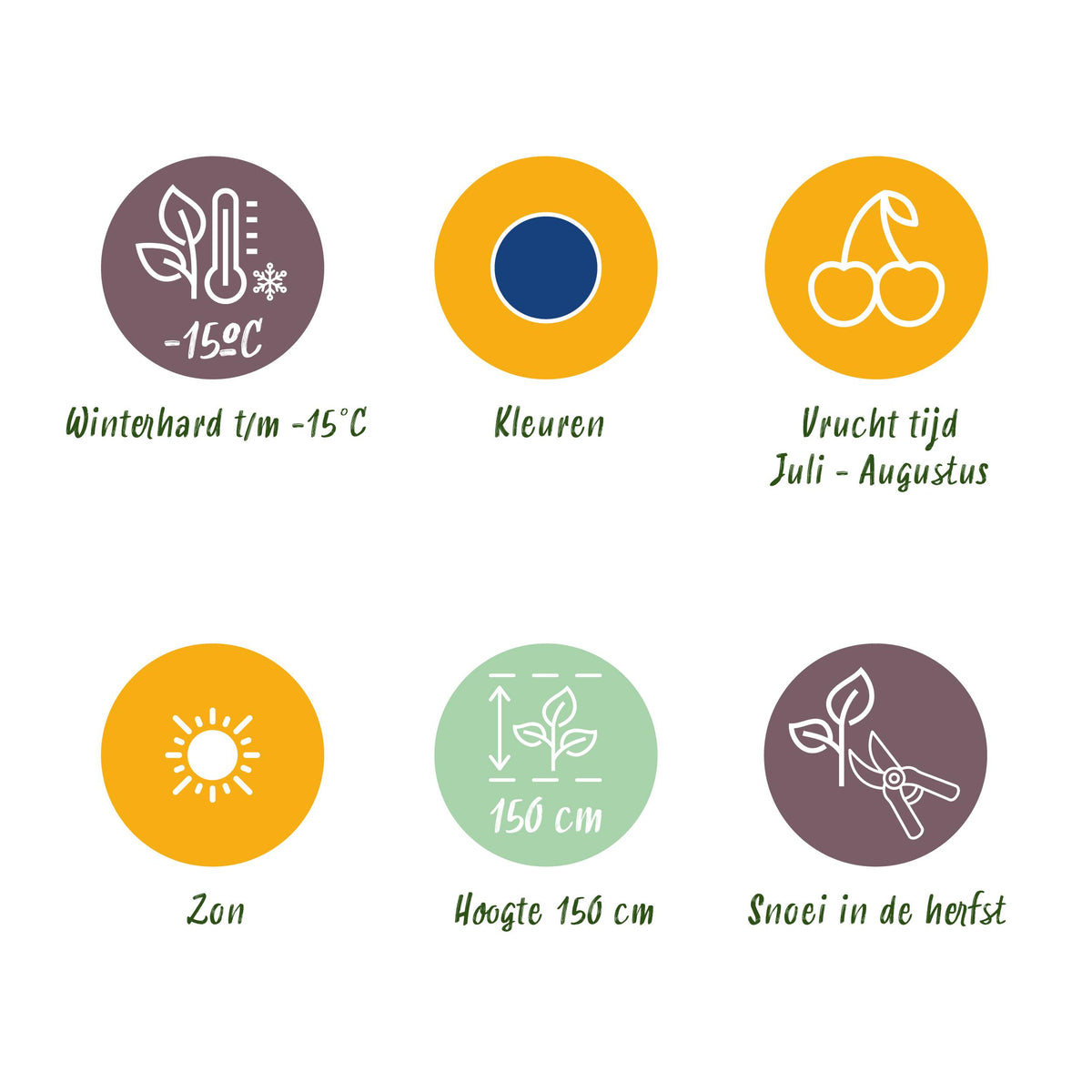 Green boutiQ - Fruitplanten - Blauwe Bes - Vaccinium corymbossum Goldtraube - Winterhard - 3 Planten - Pot 9 cm - Blauwe Bes