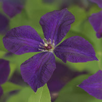Green boutiQ - Klimplant - Clematis vit. Polish Spirit - Bloem Roze - Weinig onderhoud -2 planten -  Pot 11cm Hoogte 40cm