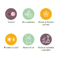 Green boutiQ - Bloembollen - Tulp Macron mix - Diversen Kleuren - 12 stuks - Bolmaat 11/12 - XXL Pack