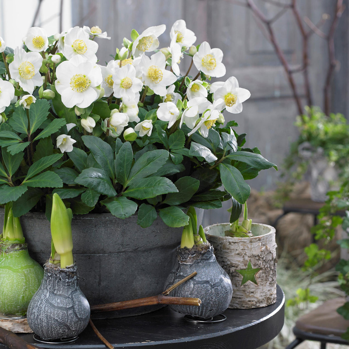 Green boutiQ - Tuinplant - Kerstroos - Helleborus Christmas Carol  - Witte Bloem -2 Planten - Groenblijvend - Pot 10,5cm Hoogte 25cm