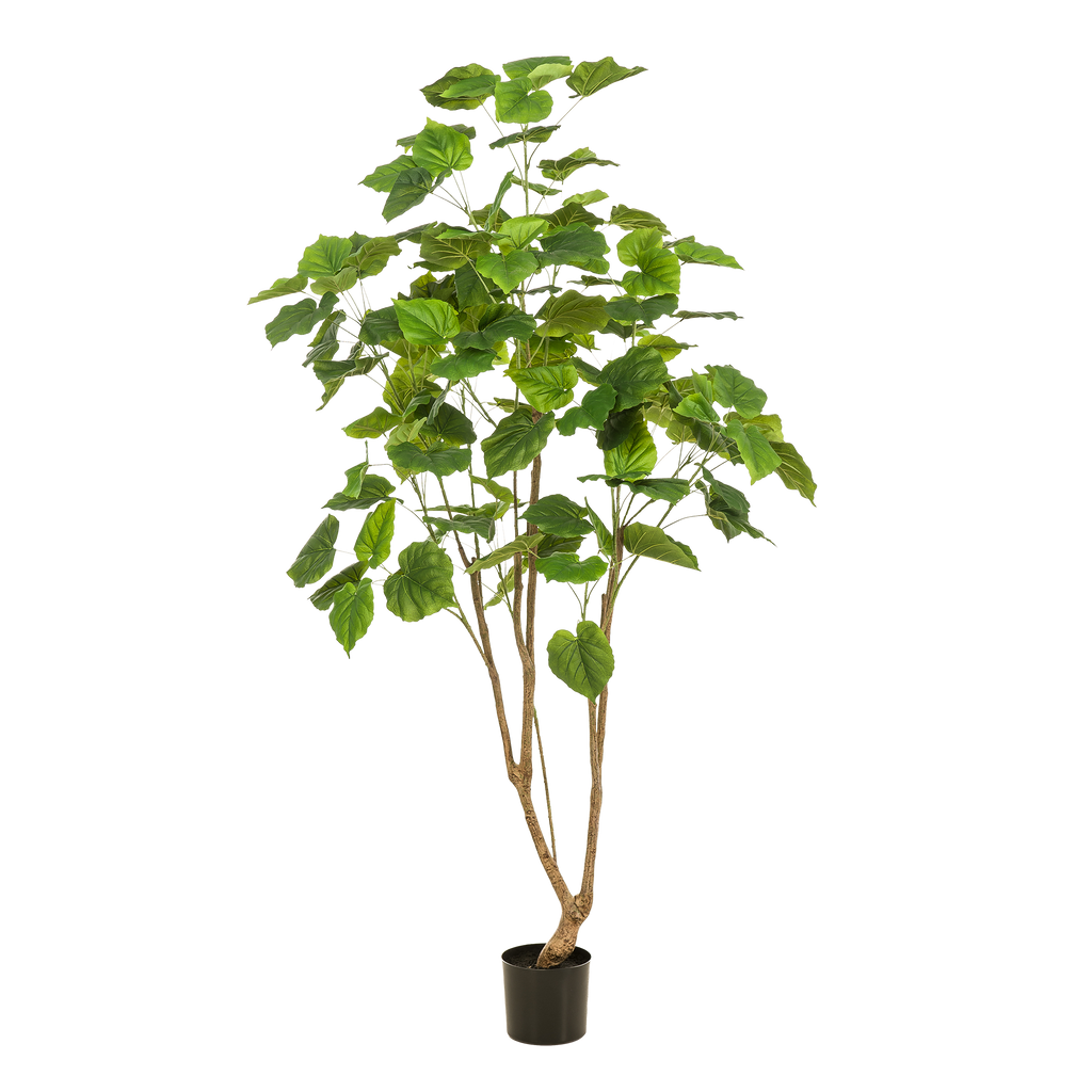 Plante artificielle - Ficus umbellata - Figuier africain - 180 cm