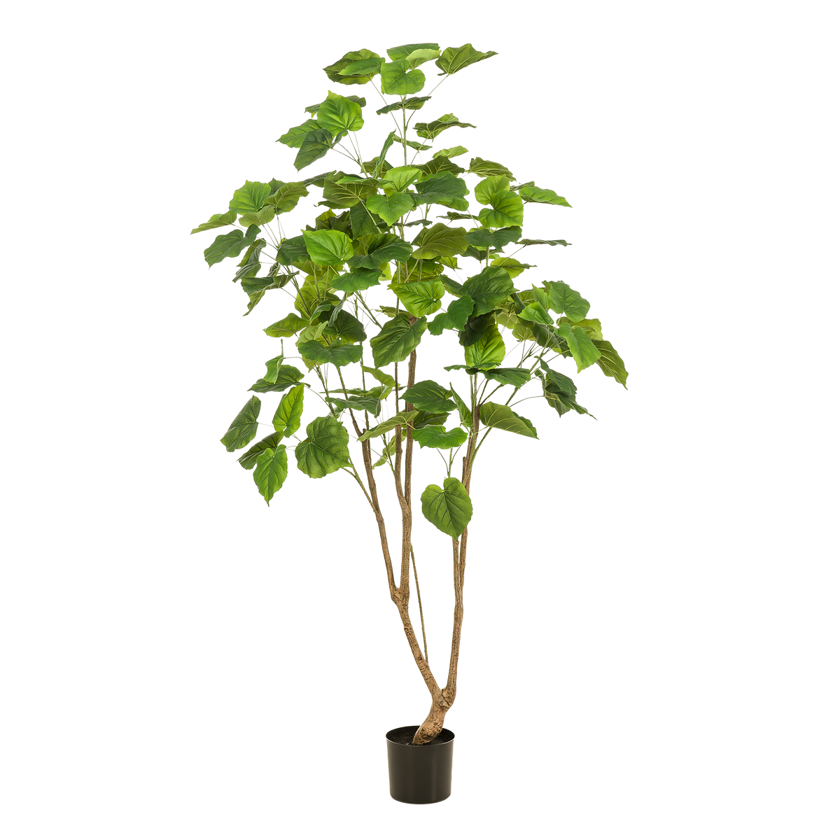 Plante artificielle - Ficus umbellata - Figuier africain - 180 cm