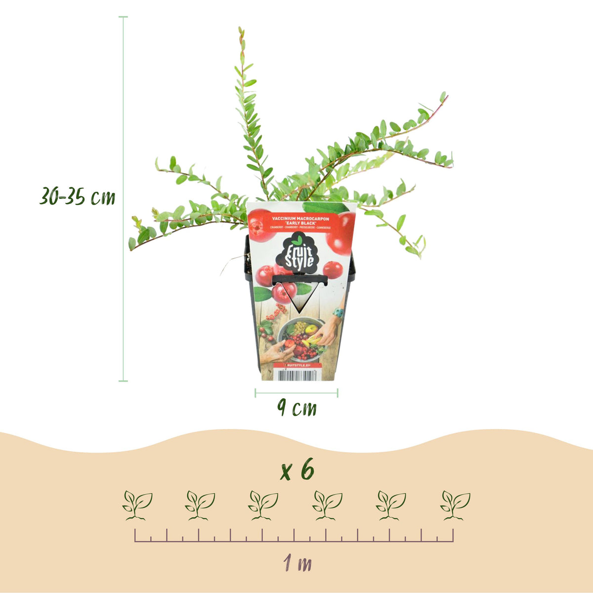 Green boutiQ - Fruitplanten - Blauwe Bes - Vaccinium macrophylla Early Black - Winterhard - 3 Planten - Pot 9 cm - Donker Rode  Bes