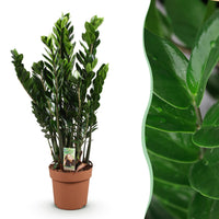 Green BoutiQ - Green is... Kamerplanten - Zamioculcas - ZZ-plant - Weinig onderhoud - Groen - 1 Plant - Pot 21cm - Hoogte 80-90cm