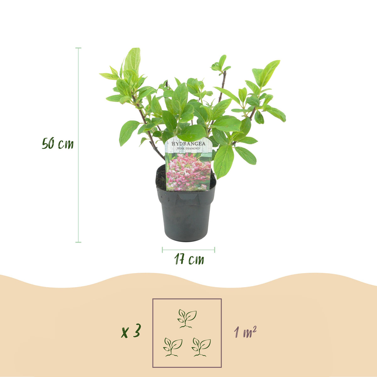 Green boutiQ - Pluim Hortensia - Hydrangea panniculata Pink Diamond - Bloem Wit Roze  - 3 Planten - 1 m2 - Bladverliezend - Grote Bloemen - Pot 17cm Hoogte 50cm