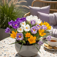 Green boutiQ - Bloembollen - Crocus Large Flowering mix - Diversen kleuren - 30 stuks - Bolmaat 7/8 - XXL Pack