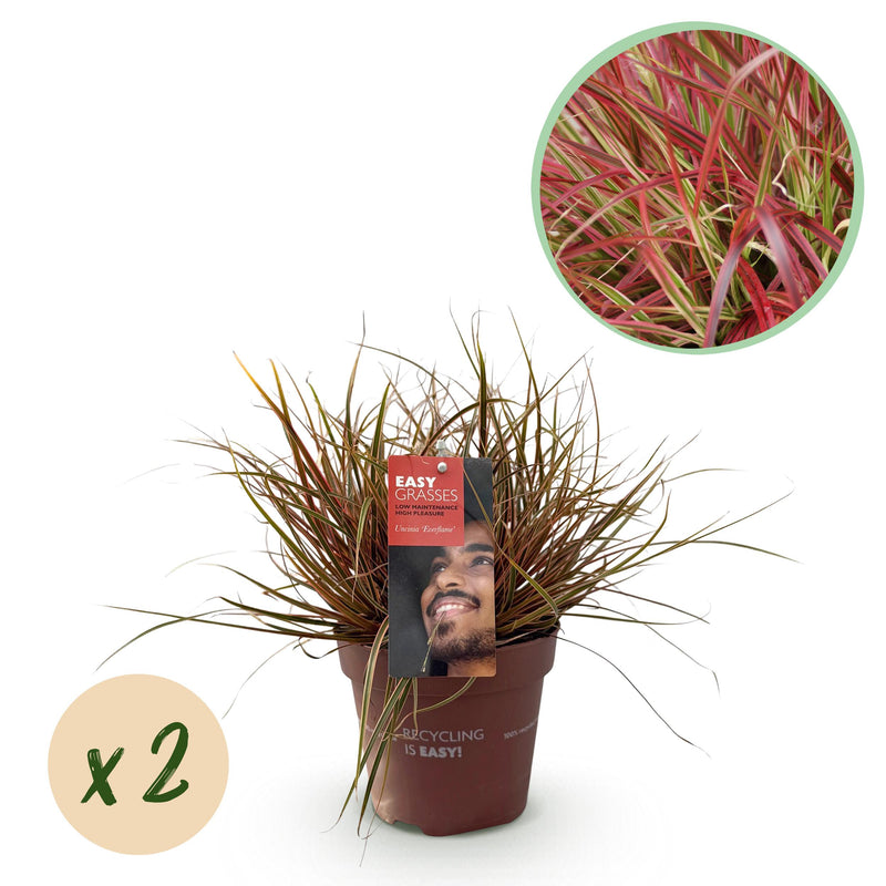 Green boutiQ - Siergrassen - Uncinia rubra Everflame  - Rood - 2 Planten - Bladhoudend - Weinig Onderhoud - Pot 17cm Hoogte 50cm