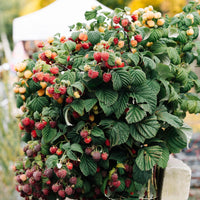 Green boutiQ - Fruitplant - Braam