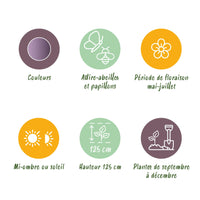 Green boutiQ - Bloembollen - Allium Gladiator - Kleur Paars - 5 stuks - Bolmaat 16/18 - XXL Pack