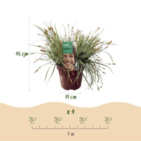 Green boutiQ - Siergrassen - Carex oshimensis Everest - Wit en Groen - 4 Planten - Bladhoudend - Weinig Onderhoud - Pot 17cm Hoogte 50cm