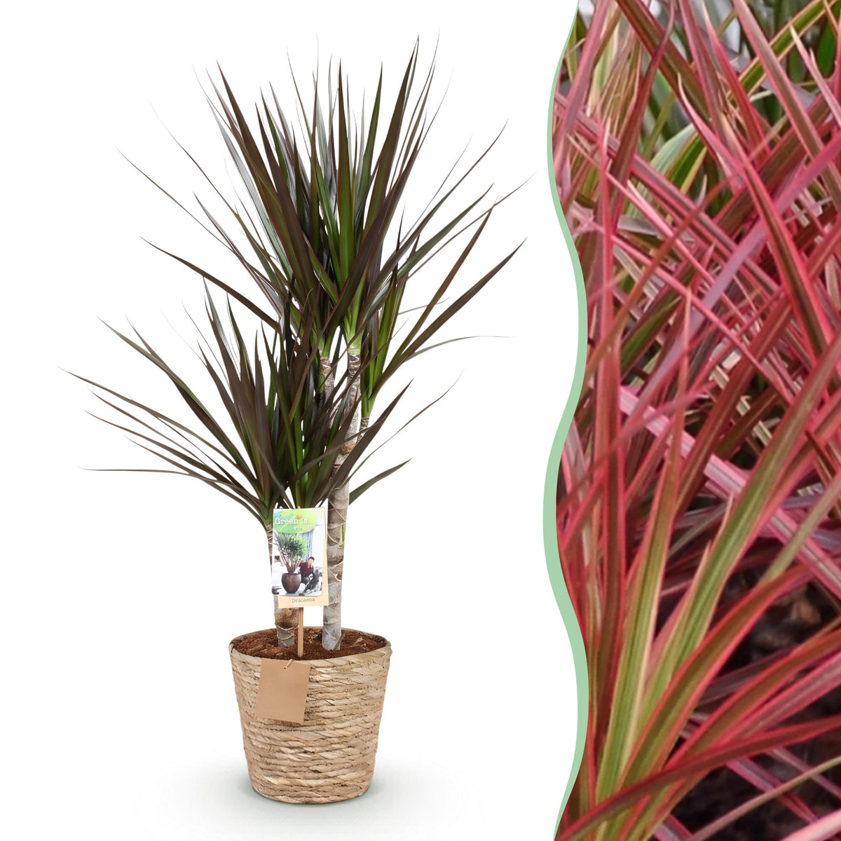 Green BoutiQ - Green is... Kamerplanten - Dracaena Magenta - Drakenbloedboom - Weinig onderhoud - met mand - Groen - 1 Plant - Pot 17cm - Hoogte 70-80cm