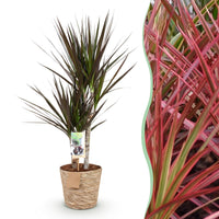 Green BoutiQ - Green is... Kamerplanten - Dracaena Magenta - Drakenbloedboom - Weinig onderhoud - met mand - Groen - 1 Plant - Pot 17cm - Hoogte 70-80cm