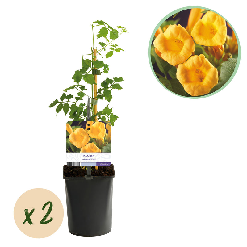 Green boutiQ - Trompetbloem - Campsis radicans Flave - Bloem Geel - Weinig onderhoud - 2 planten - Pot 11cm Hoogte 40cm