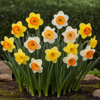 Green boutiQ - Bloembollen - Narcis Large Cupped mix - Kleur Geel en Wit - 15 stuks - Bolmaat 12/14 - XXL Pack