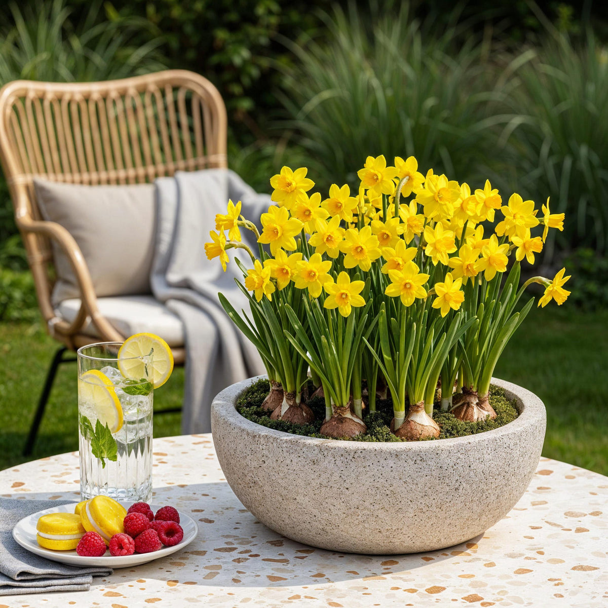Green boutiQ - Bloembollen - Narcis Tete-A-Tete - Kleur Geel - 25 stuks - Bolmaat 10/11 - XXL Pack