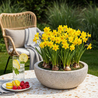 Green boutiQ - Bloembollen - Narcis Tete-A-Tete - Kleur Geel - 25 stuks - Bolmaat 10/11 - XXL Pack