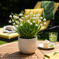 Green boutiQ - Bloembollen - Leucojum Aestivum - Kleur Wit - 20 stuks - Bolmaat 8/9 - XXL Pack