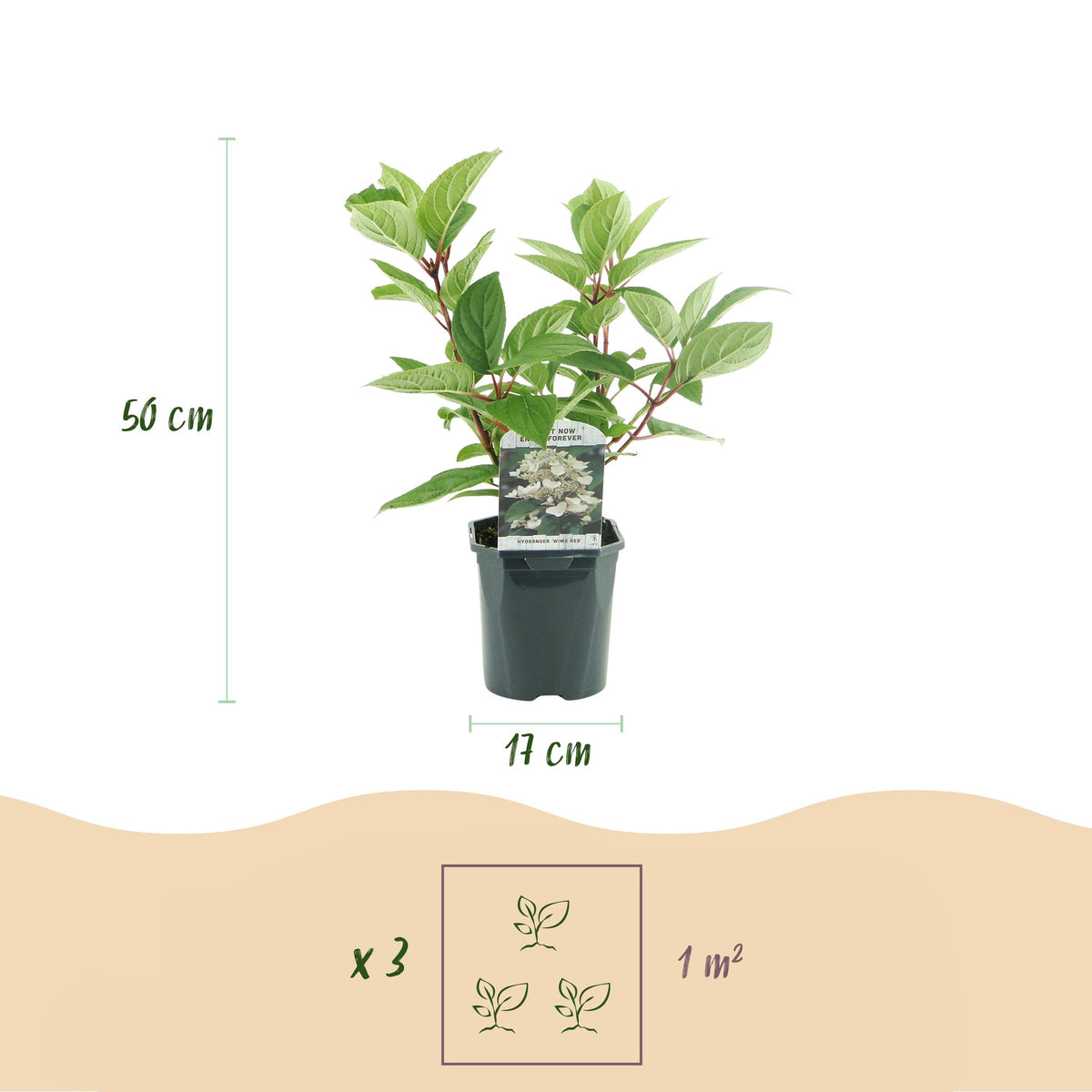 Green boutiQ - Pluim Hortensia - Hydrangea panniculata Wims Red - Bloem Wit Rood  - 3 Planten - 1 m2 - Bladverliezend - Grote Bloemen - Pot 17cm Hoogte 50cm