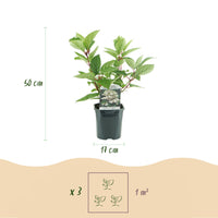 Green boutiQ - Pluim Hortensia - Hydrangea panniculata Wims Red - Bloem Wit Rood  - 3 Planten - 1 m2 - Bladverliezend - Grote Bloemen - Pot 17cm Hoogte 50cm