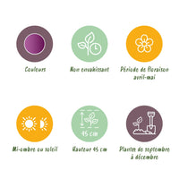 Green boutiQ - Bloembollen - Tulp Double Lilac - Kleur Paars - 12 stuks - Bolmaat 11/12 - XXL Pack