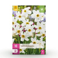 Green boutiQ - Bloembollen - Narcis Recurvus - Kleur Wit - 10 stuks - Bolmaat 12/14 - XXL Pack