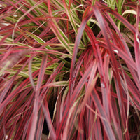 Green boutiQ - Siergrassen - Uncinia rubra Everflame  - Rood - 2 Planten - Bladhoudend - Weinig Onderhoud - Pot 17cm Hoogte 50cm