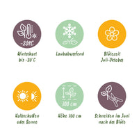 Green boutiQ - Klimplant - Clematis vit. Polish Spirit - Bloem Roze - Weinig onderhoud -2 planten -  Pot 11cm Hoogte 40cm