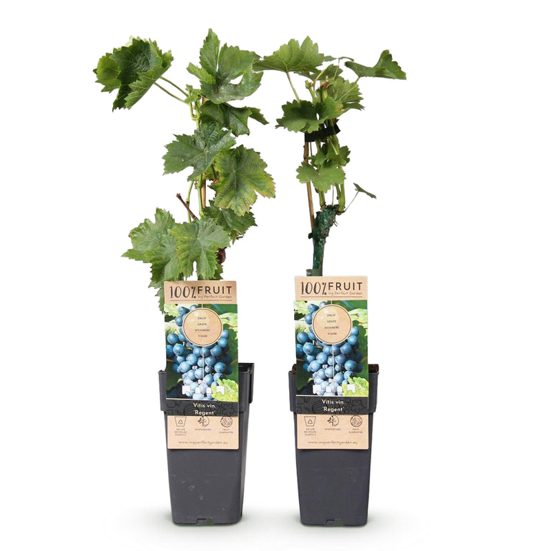 Green boutiQ - Fruitplant - Blauwe Druif - Vitis vinifera Regent - 2 planten - Pot 15cm Hoogte 50cm