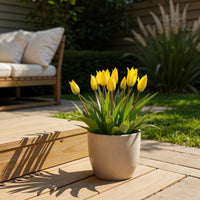 Green boutiQ - Bloembollen - Tulp Sylvestris - Kleur Geel - 20 stuks - Bolmaat 5/6 - XXL Pack