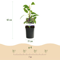 Green boutiQ - Fruitplant - Kiwi - Actinidia arguta Issai - Groene Vrucht - 2 planten -  Pot 11cm Hoogte 40cm