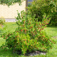 Green boutiQ - Fruitplant - Kruisbes - Ribes uva-crispa  Hinnomäki Röd - Rode Bes - 2 planten -  Pot 11cm Hoogte 40cm