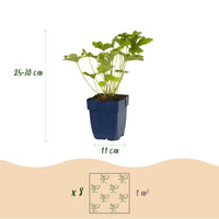 Green boutiQ - Borderpakket - Kleur Wit - 8 Vaste planten - 1 m2 - Diversen kleuren - Weinig Onderhoud - Pot 11cm